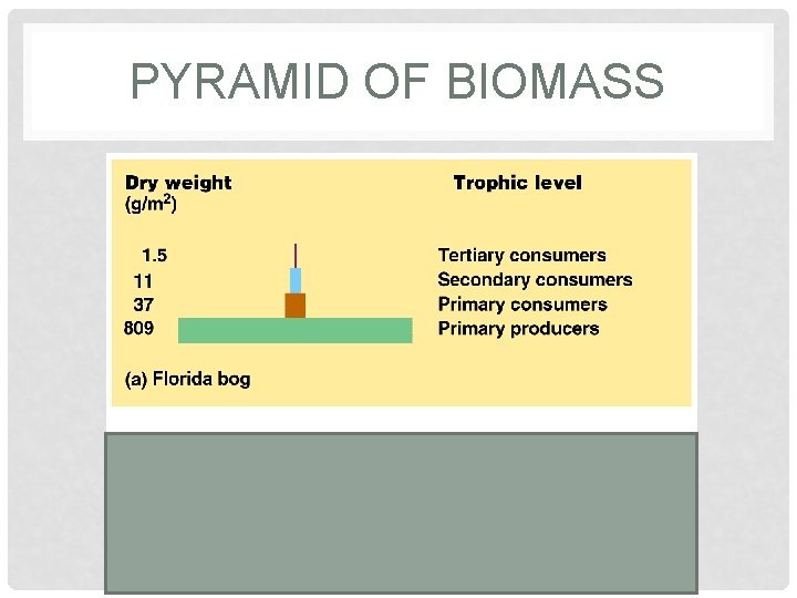 PYRAMID OF BIOMASS 
