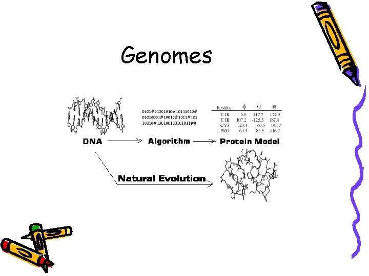 Genomes 