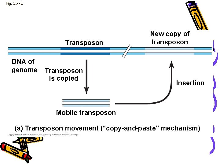 Fig. 21 -9 a Transposon DNA of genome Transposon is copied New copy of