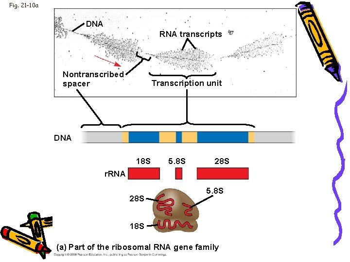 Fig. 21 -10 a DNA RNA transcripts Nontranscribed spacer Transcription unit DNA 18 S