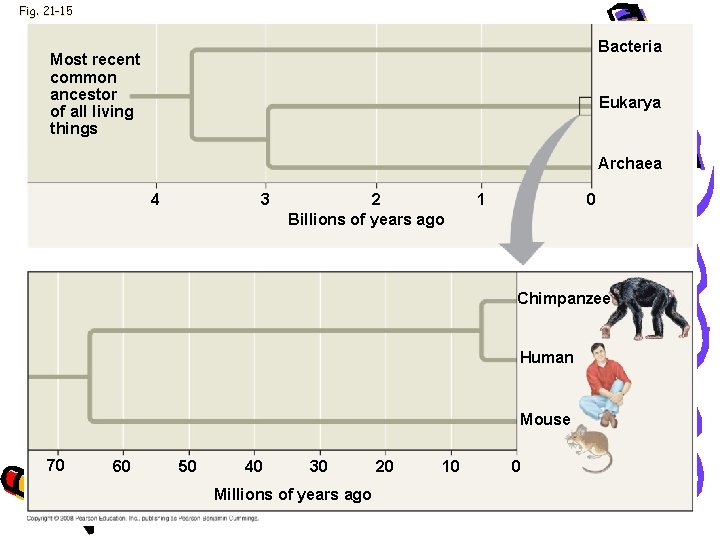 Fig. 21 -15 Bacteria Most recent common ancestor of all living things Eukarya Archaea