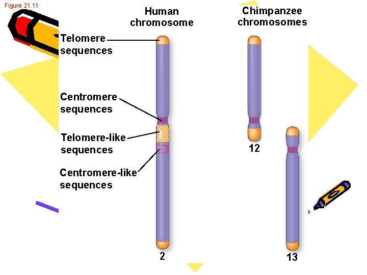 Figure 21. 11 Human chromosome Chimpanzee chromosomes Telomere sequences Centromere sequences Telomere-like sequences 12 Figure 21. 11 Human chromosome Chimpanzee chromosomes Telomere sequences Centromere sequences Telomere-like sequences 12
