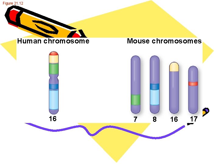 Figure 21. 12 Human chromosome 16 Mouse chromosomes 7 8 16 17 Figure 21. 12 Human chromosome 16 Mouse chromosomes 7 8 16 17