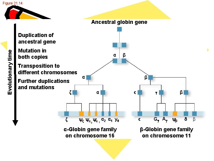 Figure 21. 14 Ancestral globin gene Evolutionary time Duplication of ancestral gene Mutation in