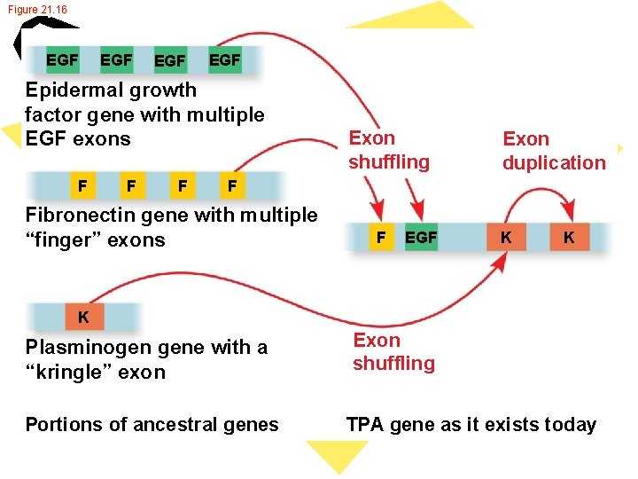 Figure 21. 16 EGF EGF Epidermal growth factor gene with multiple EGF exons F