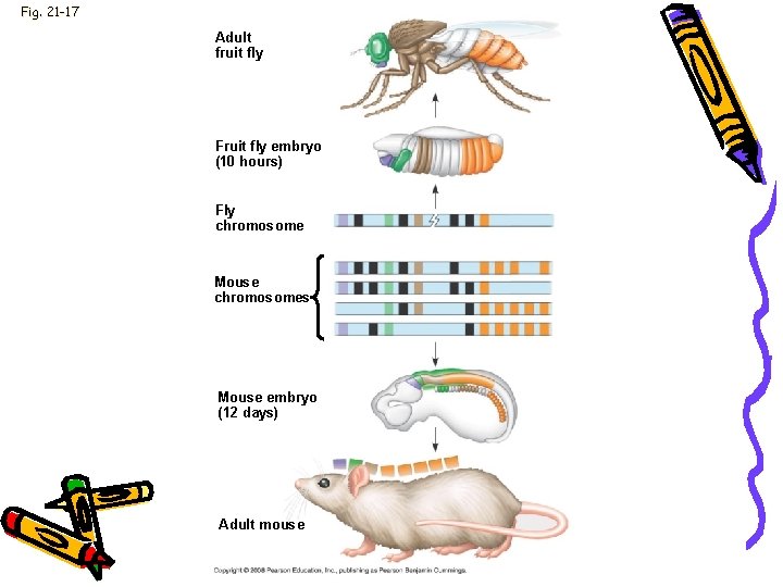 Fig. 21 -17 Adult fruit fly Fruit fly embryo (10 hours) Fly chromosome Mouse