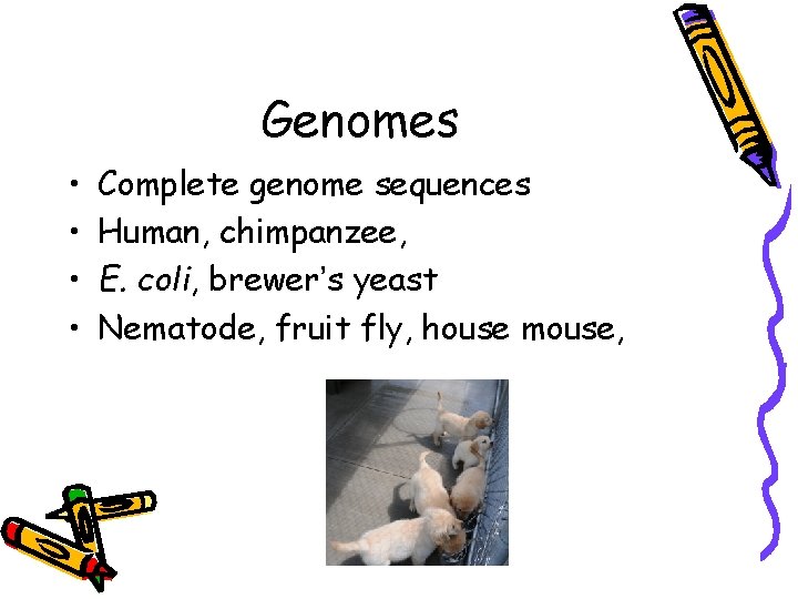 Genomes • • Complete genome sequences Human, chimpanzee, E. coli, brewer’s yeast Nematode, fruit