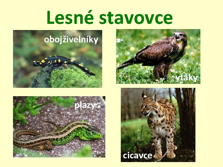 Lesné stavovce obojživelníky vtáky plazy cicavce 