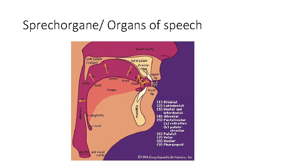 Sprechorgane/ Organs of speech 