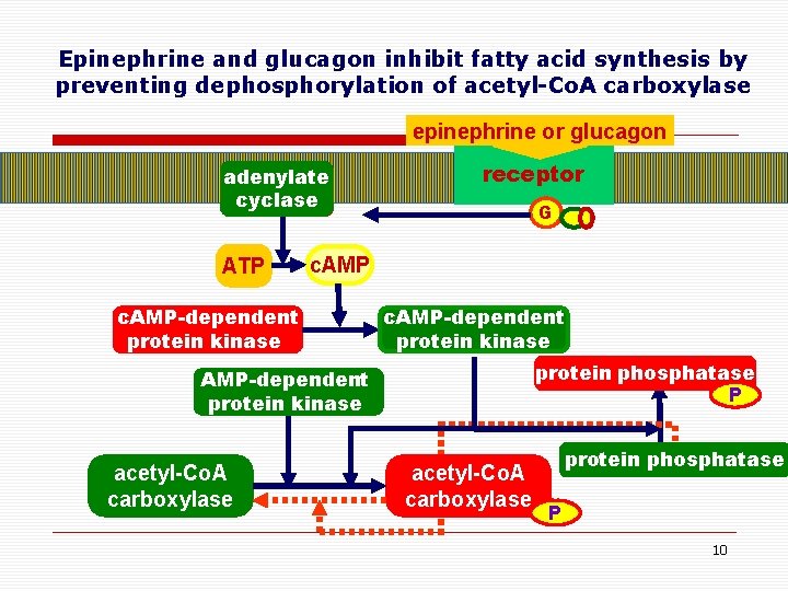 Epinephrine and glucagon inhibit fatty acid synthesis by preventing dephosphorylation of acetyl-Co. A carboxylase