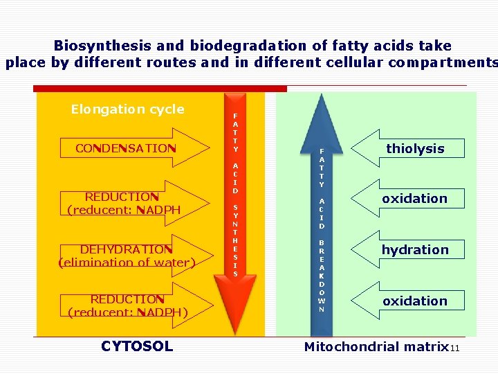 Biosynthesis and biodegradation of fatty acids take place by different routes and in different