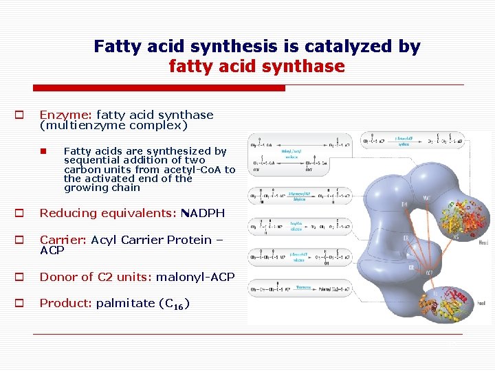 Fatty acid synthesis is catalyzed by fatty acid synthase o Enzyme: fatty acid synthase