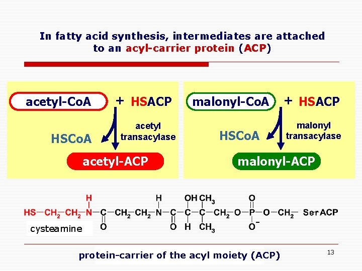 In fatty acid synthesis, intermediates are attached to an acyl-carrier protein (ACP) acetyl-Co. A