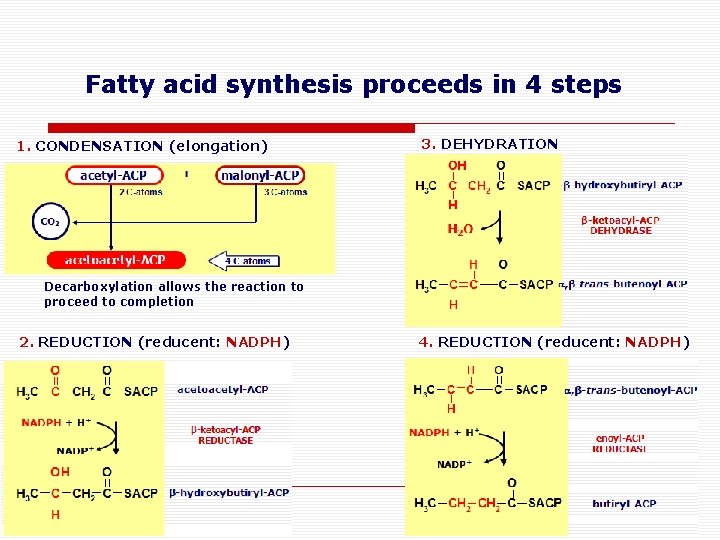 Fatty acid synthesis proceeds in 4 steps 1. CONDENSATION (elongation) 3. DEHYDRATION Decarboxylation allows