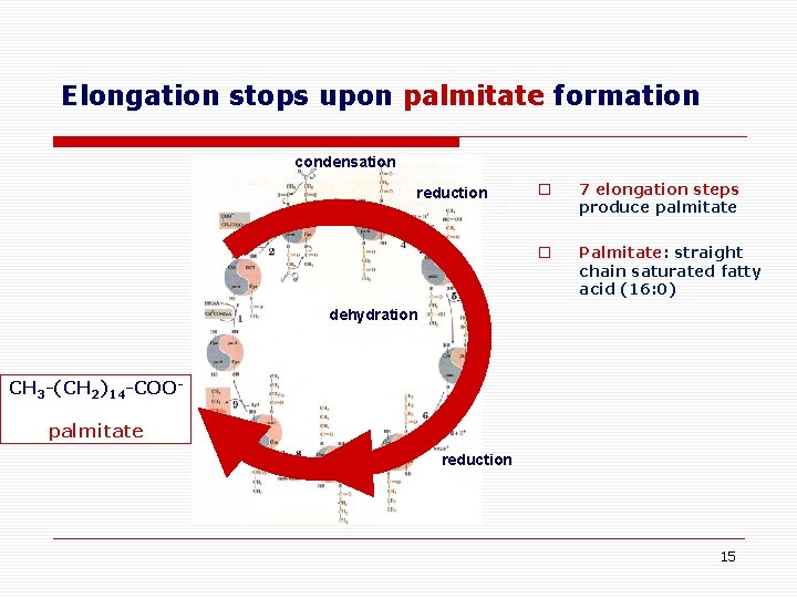 Elongation stops upon palmitate formation condensation reduction o 7 elongation steps produce palmitate o