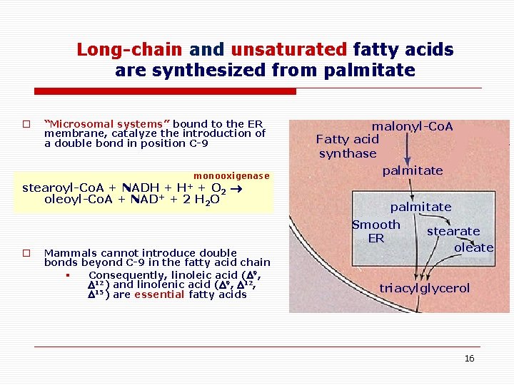 Long-chain and unsaturated fatty acids are synthesized from palmitate o “Microsomal systems” bound to