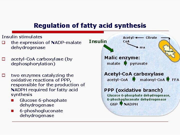 Regulation of fatty acid synthesis Insulin stimulates q the expression of NADP-malate dehydrogenase Acetyl.