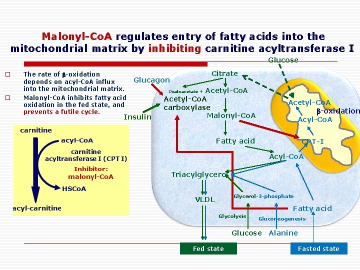 Malonyl-Co. A regulates entry of fatty acids into the mitochondrial matrix by inhibiting carnitine