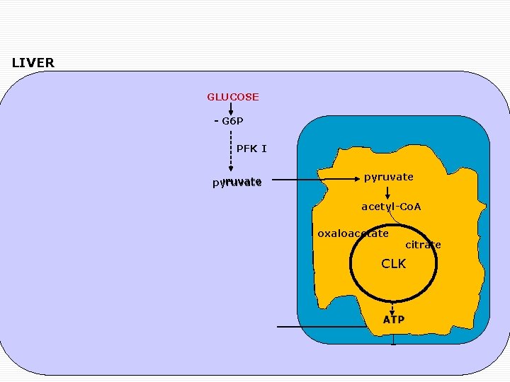 LIVER GLUCOSE G 6 P PFK I fatty acid pyruvate PPP NADPH ribulose 5
