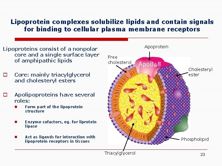 Lipoprotein complexes solubilize lipids and contain signals for binding to cellular plasma membrane receptors