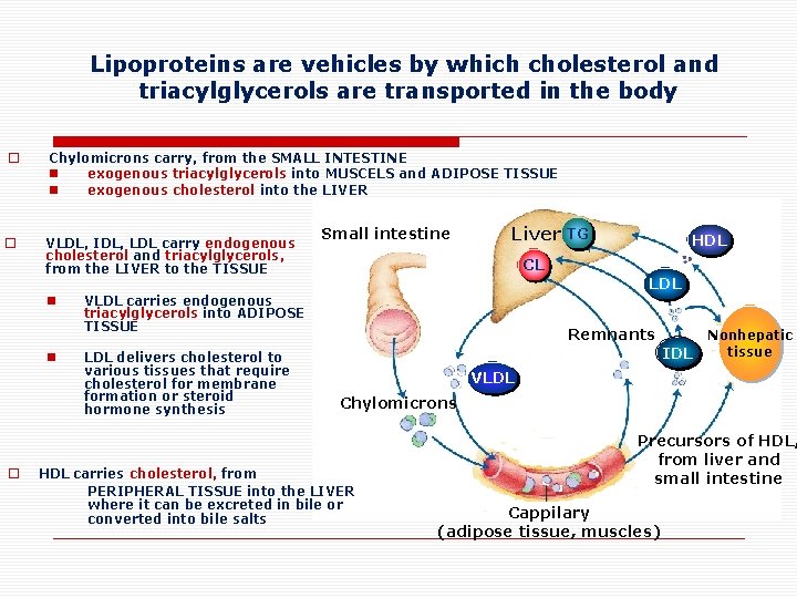 Lipoproteins are vehicles by which cholesterol and triacylglycerols are transported in the body o
