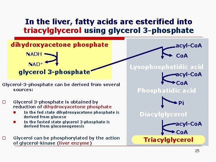 In the liver, fatty acids are esterified into triacylglycerol using glycerol 3 -phosphate dihydroxyacetone