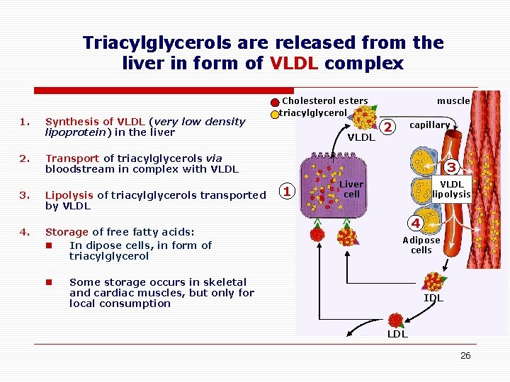 Triacylglycerols are released from the liver in form of VLDL complex 1. 2. Synthesis