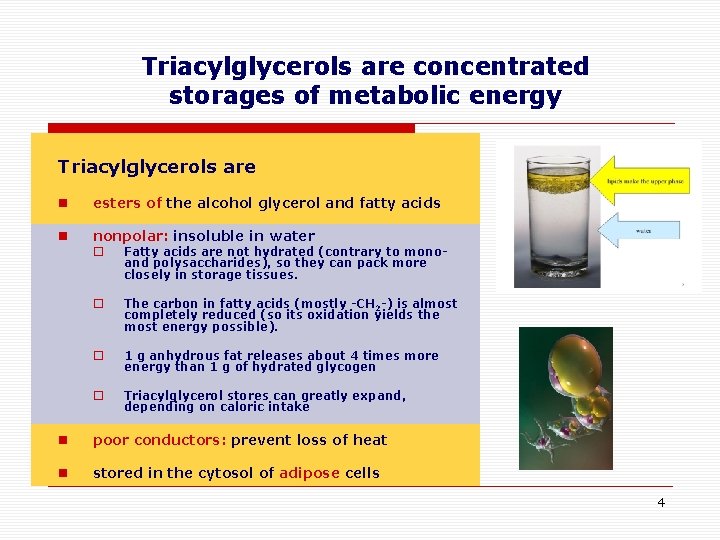 Triacylglycerols are concentrated storages of metabolic energy Triacylglycerols are n esters of the alcohol