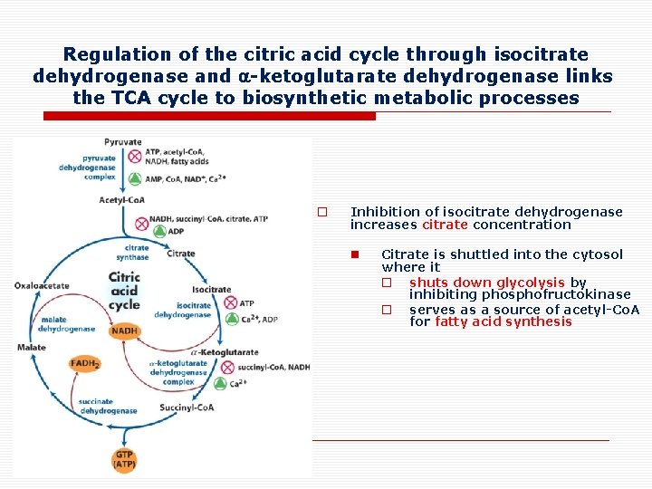 Regulation of the citric acid cycle through isocitrate dehydrogenase and -ketoglutarate dehydrogenase links the