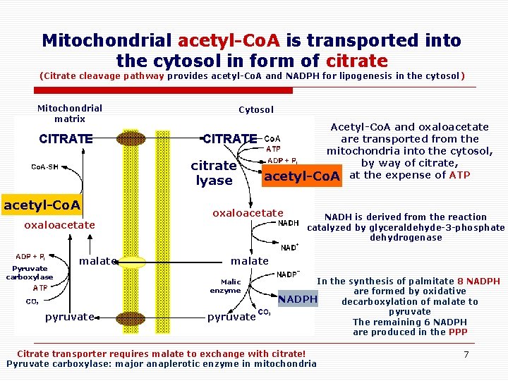 Mitochondrial acetyl-Co. A is transported into the cytosol in form of citrate (Citrate cleavage