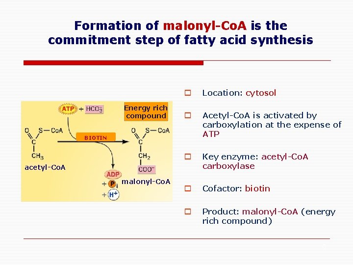 Formation of malonyl-Co. A is the commitment step of fatty acid synthesis Energy rich