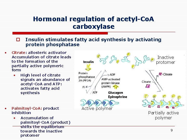 Hormonal regulation of acetyl-Co. A carboxylase o Insulin stimulates fatty acid synthesis by activating