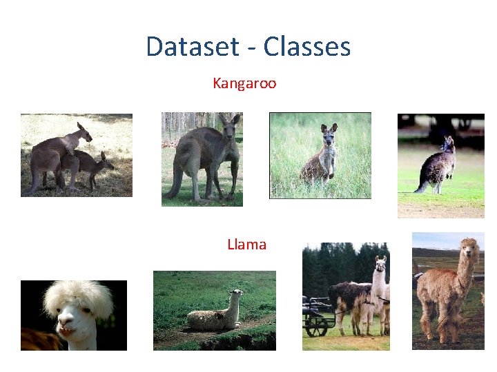 Dataset - Classes Kangaroo Llama Dataset - Classes Kangaroo Llama