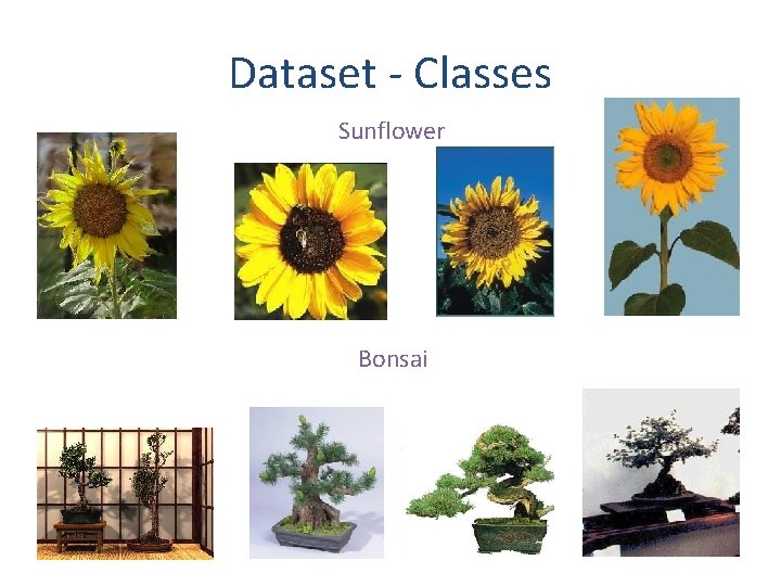 Dataset - Classes Sunflower Bonsai Dataset - Classes Sunflower Bonsai