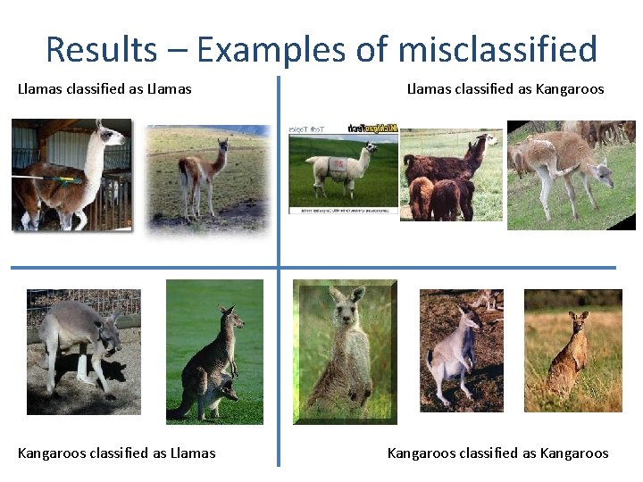 Results – Examples of misclassified Llamas classified as Llamas Kangaroos classified as Llamas classified Results – Examples of misclassified Llamas classified as Llamas Kangaroos classified as Llamas classified