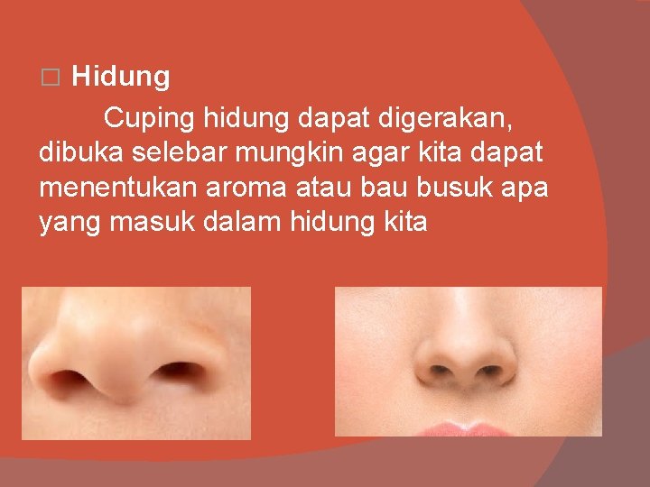 Hidung Cuping hidung dapat digerakan, dibuka selebar mungkin agar kita dapat menentukan aroma atau
