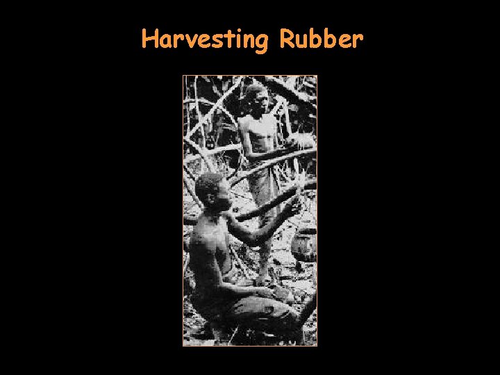 Harvesting Rubber 