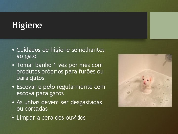 Higiene • Cuidados de higiene semelhantes ao gato • Tomar banho 1 vez por