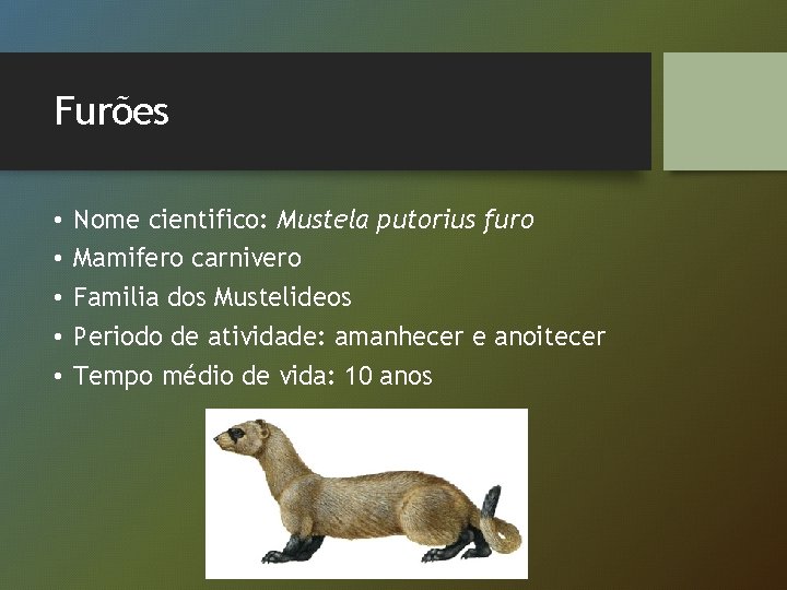 Furões • • • Nome cientifico: Mustela putorius furo Mamifero carnivero Familia dos Mustelideos