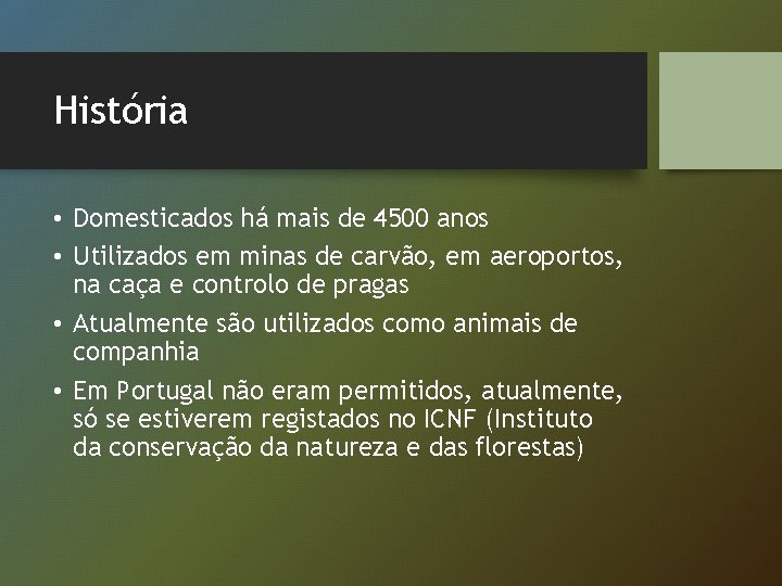 História • Domesticados há mais de 4500 anos • Utilizados em minas de carvão,