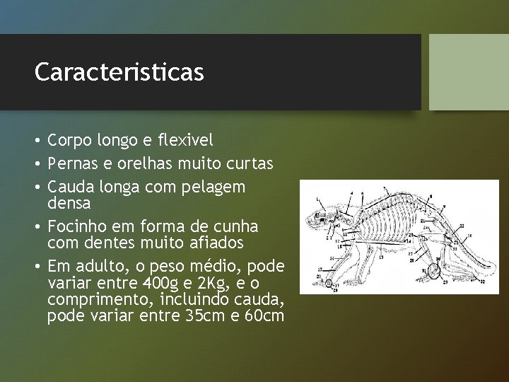 Caracteristicas • Corpo longo e flexivel • Pernas e orelhas muito curtas • Cauda