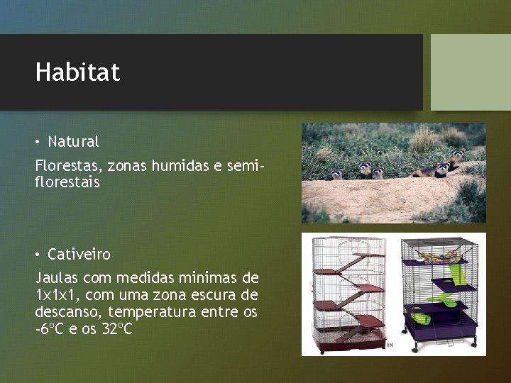 Habitat • Natural Florestas, zonas humidas e semiflorestais • Cativeiro Jaulas com medidas minimas
