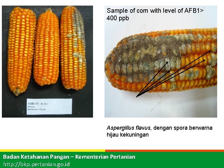 Sample of corn with level of AFB 1> 400 ppb Aspergillus flavus, dengan spora