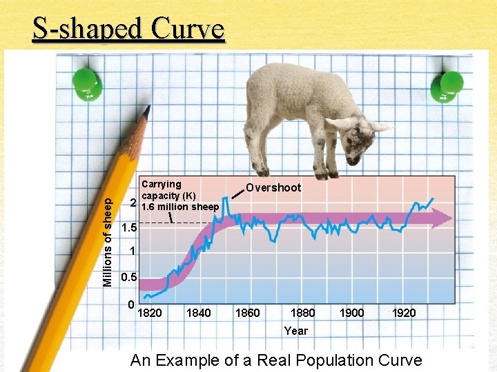 Millions of sheep S-shaped Curve Carrying capacity (K) 2 1. 6 million sheep Overshoot