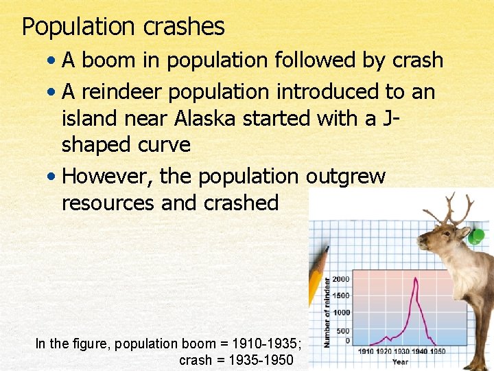 Population crashes • A boom in population followed by crash • A reindeer population