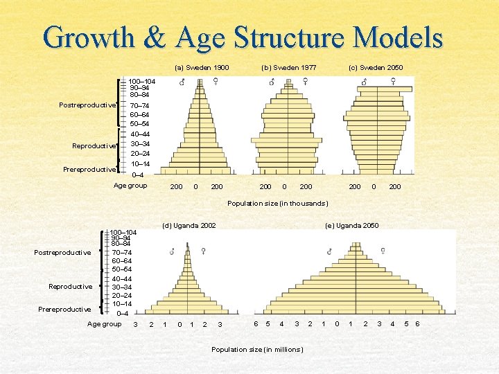Growth & Age Structure Models (a) Sweden 1900 (b) Sweden 1977 (c) Sweden 2050