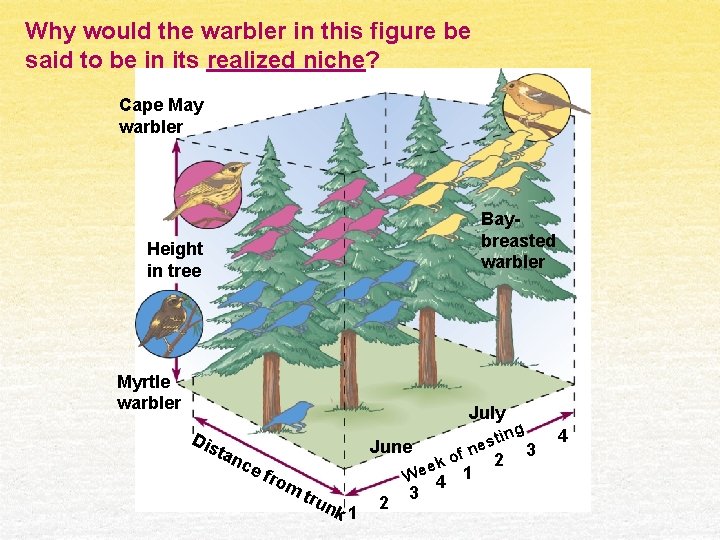 Why would the warbler in this figure be said to be in its realized