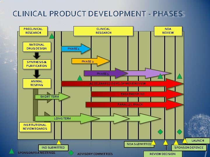 CLINICAL PRODUCT DEVELOPMENT - PHASES PRECLINICAL RESEARCH RATIONAL DRUG DESIGN NDA REVIEW PHASE 1