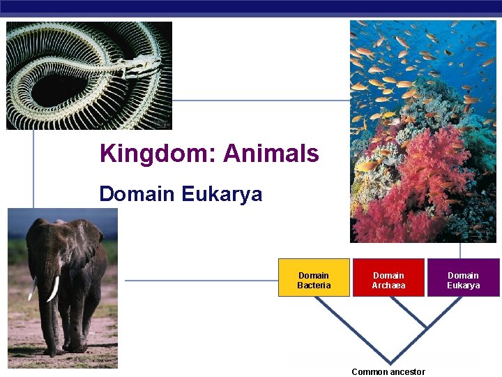 Kingdom: Animals Domain Eukarya Domain Bacteria Domain Archaea AP Biology Common ancestor Domain Eukarya
