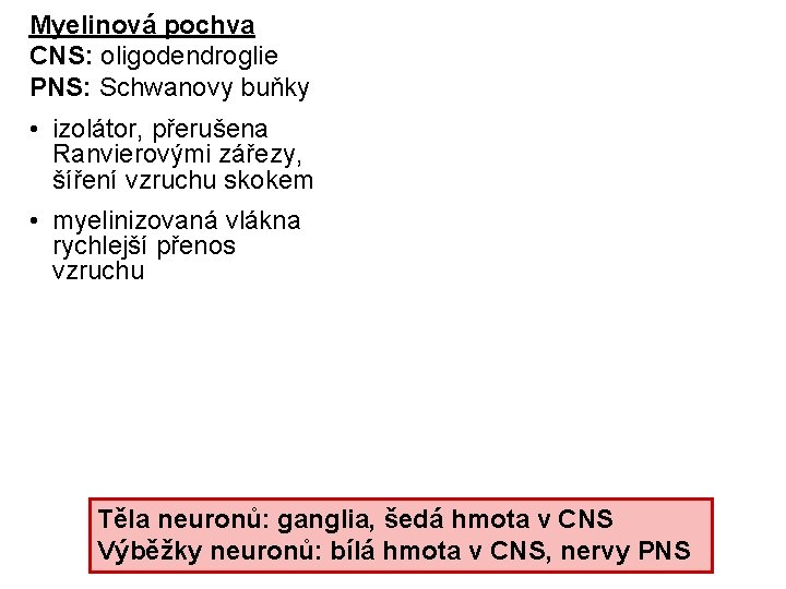 Myelinová pochva CNS: oligodendroglie PNS: Schwanovy buňky • izolátor, přerušena Ranvierovými zářezy, šíření vzruchu